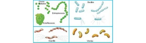 BioGedar-Activadores Biol&oacute;gicos