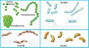 Formas de Bacterias